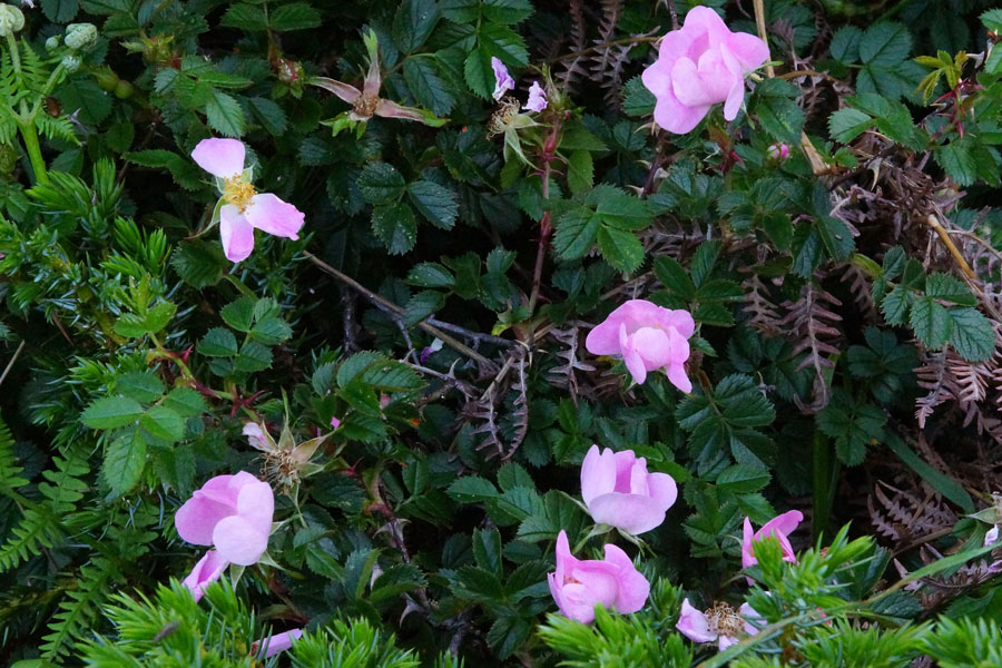 Rosa serafinii (fiori semi-chiusi)